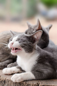 Close-up of cats