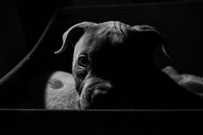 Close-up portrait of dog in darkroom