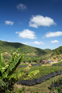 Scenic view of agricultural field against sky