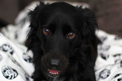 Close-up portrait of black dog