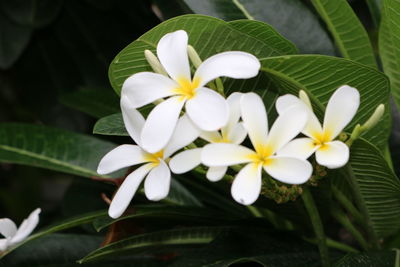 Close-up of white flowering plant