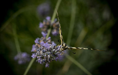 Close-up of insect on purple flower