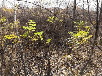 Plant growing on field