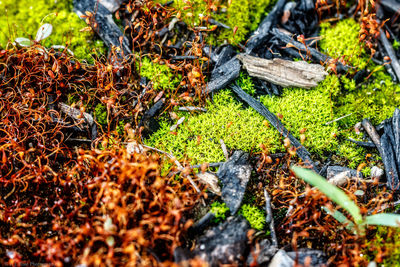 Leaves on field