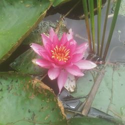 Close-up of lotus water lily in pond