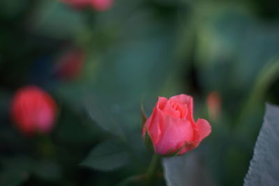 Close-up of pink rose blooming outdoors