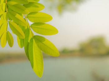 Close-up of leaves against blurred background