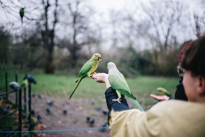 Man holding bird perching on plant