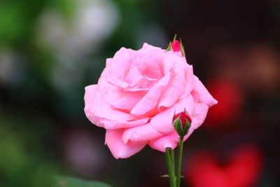 Close-up of pink rose