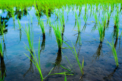 Scenic view of lake