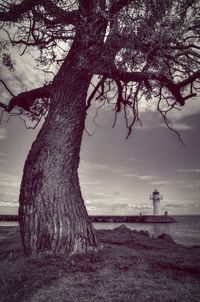 Tree trunk by sea against sky