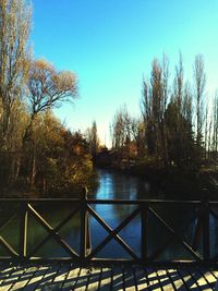 Reflection of trees in water