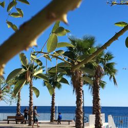 Palm tree by sea against clear sky