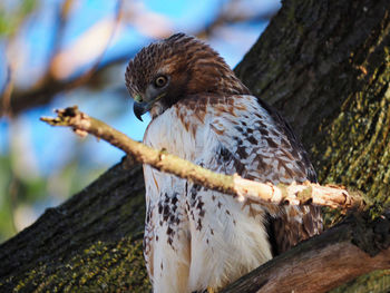 Close-up of owl perching on tree