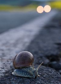 Close-up of snail on road in front of a car 