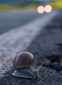 Close-up of snail on rock