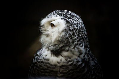 Close-up of owl in cage