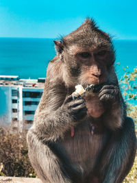 Monkey eating food