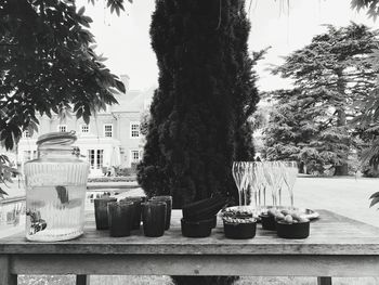 Close-up of potted plants on table against trees in city