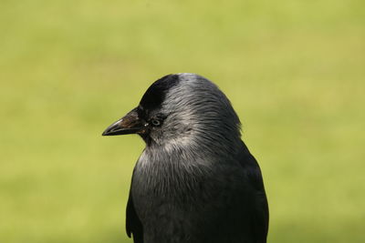 Close-up of bird