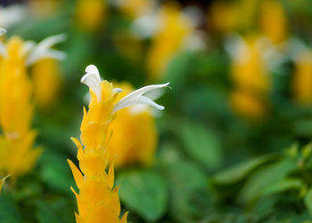 Close-up of flower against blurred background