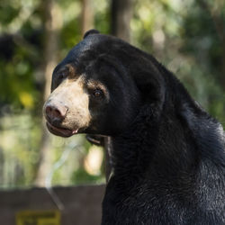 Close-up of dog looking away
