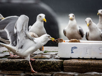 Seagulls on footpath in rainy season