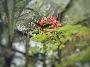 Close-up of wet plant