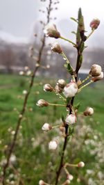 Close-up of white flowering plant