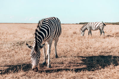 Zebra standing on field