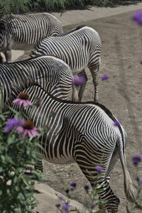 Zebras in a field