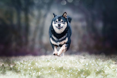 Portrait of shiba inu running on field