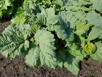 High angle view of leaves growing on field