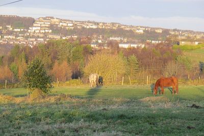 Horses grazing on field against sky