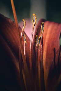 Close-up of orange flower on dry plant