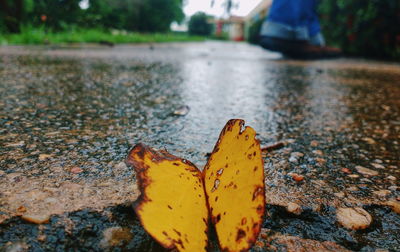 Close-up of wet yellow leaf during rainy season