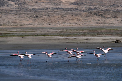 Flamingos in namibia 