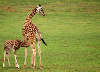 Giraffe on landscape