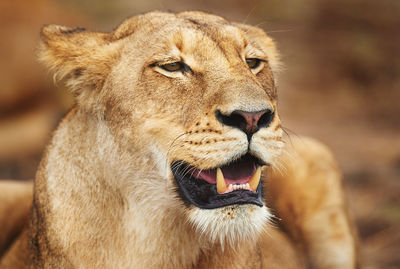 Close-up of lioness
