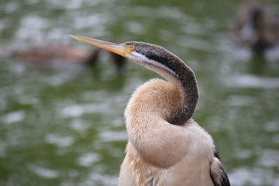 Close-up of shag on lake