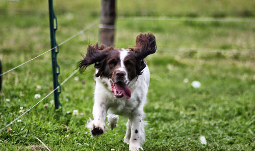 Dog running in field