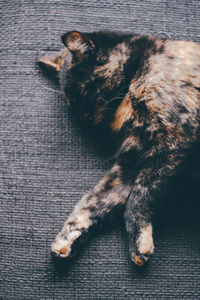 Cat looking away