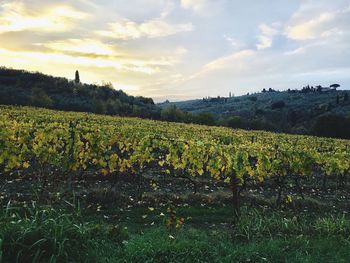 Scenic view of field against sky during sunset