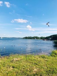 Bird flying over the sea
