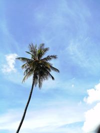 Low angle view of coconut palm tree against sky