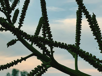 Low angle view of succulent plant against sky