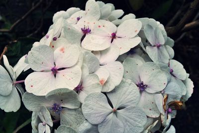 Close-up of white flowers