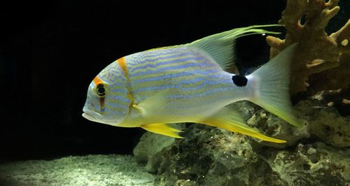 Fish swimming in tank at aquarium