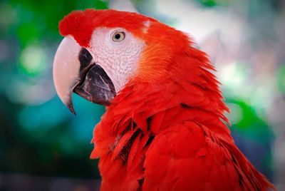 Close-up of parrot