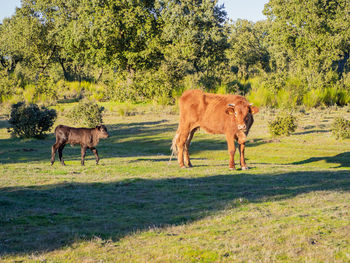 Horse in a field